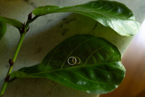 Close-up of two wedding rings balanced on a leaf